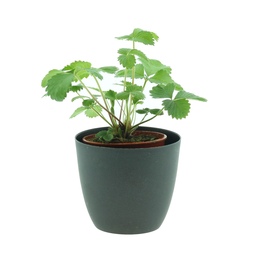 Rostliny - Jahodník měsíční květináč 9cm