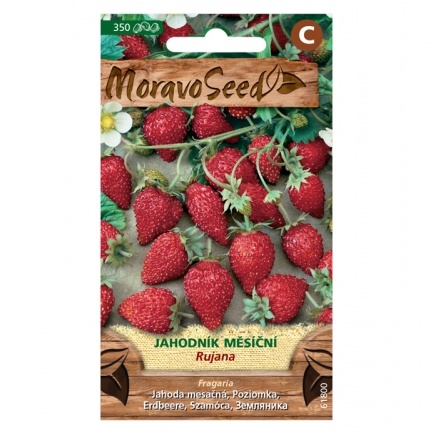 Osivo zeleniny - Jahodník měsíční Rujana (MS)