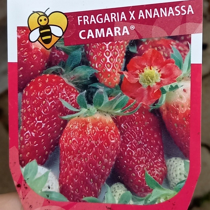 Jahodníky - Jahodník stáleplodící 'Camara' květináč 12cm