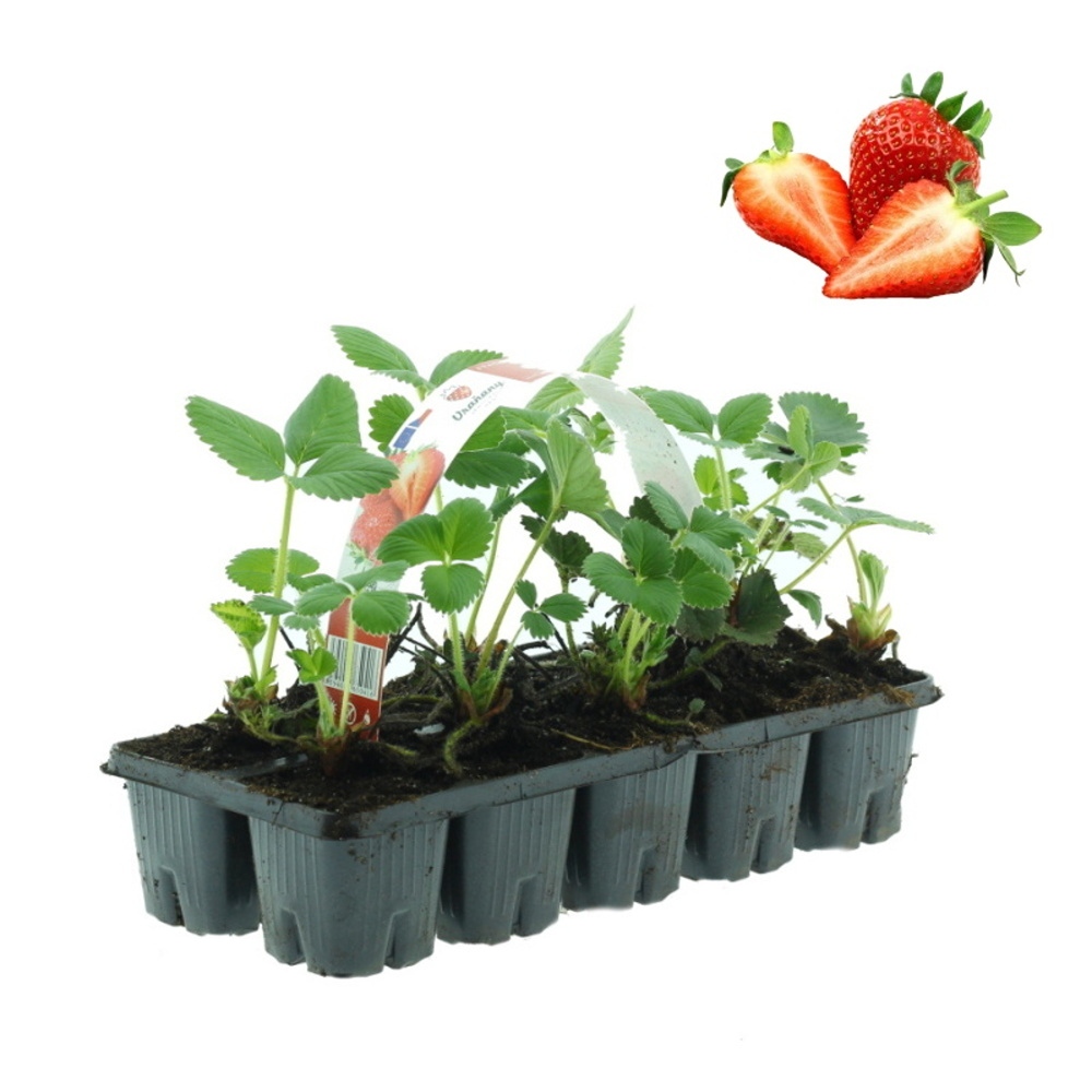 Jahodníky - Jahodník stáleplodicí Diamant 10pack