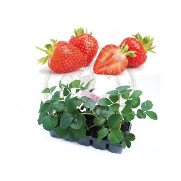 Rostliny - Jahodník stáleplodící EXCLUSIVE Evie 10 pack