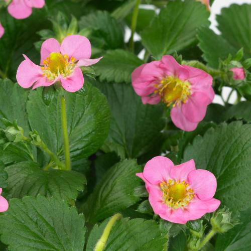 Rostliny - Jahodník stáleplodící 'Gasana' 12cm