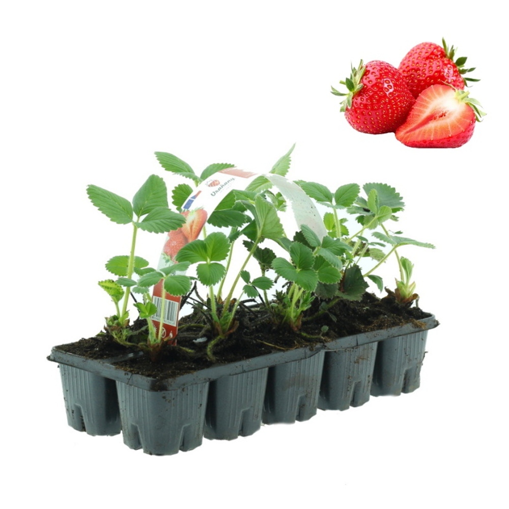 Jahodníky - Jahodník stáleplodicí Ostara 10pack