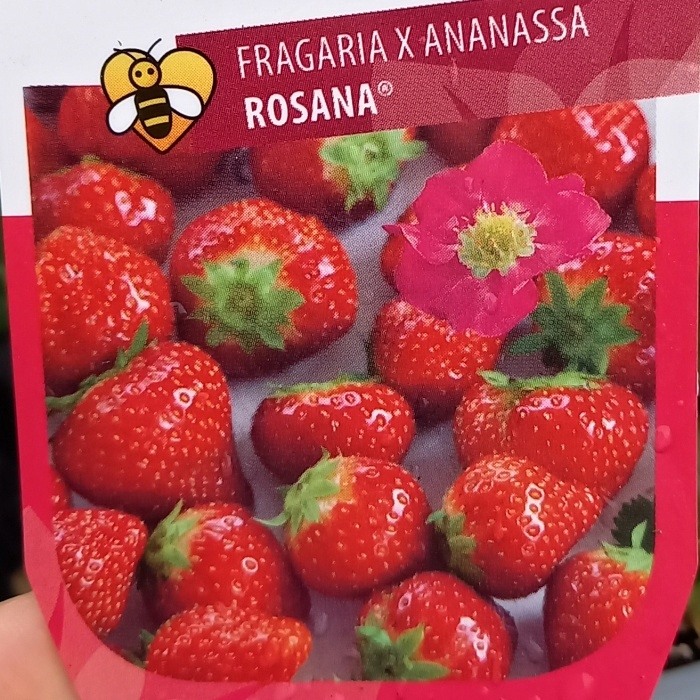 Jahodníky - Jahodník stáleplodící 'Rosana' květináč 12cm