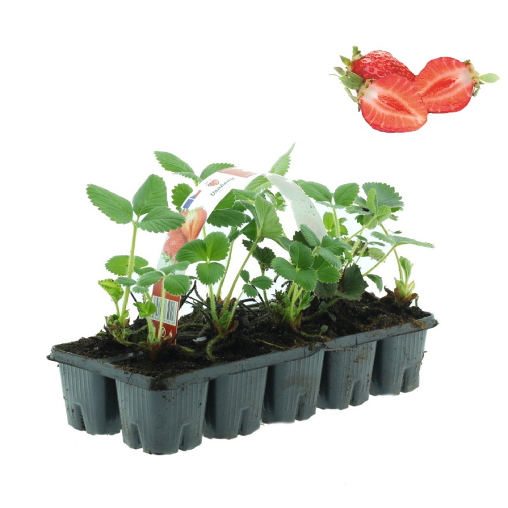 Rostliny - Jahodník stáleplodicí Selva 10pack