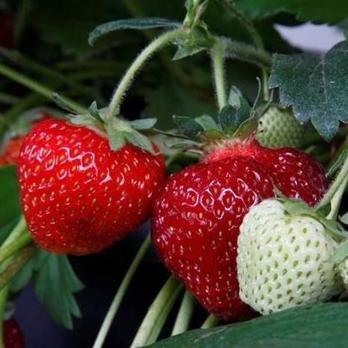 Jahodové léto Lechuza Stone-0