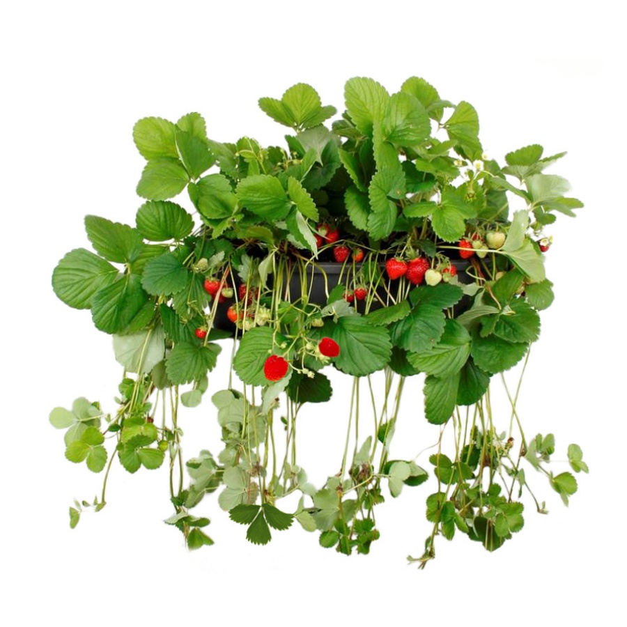 Jedlá zahrada - Jahodové léto Lechuza