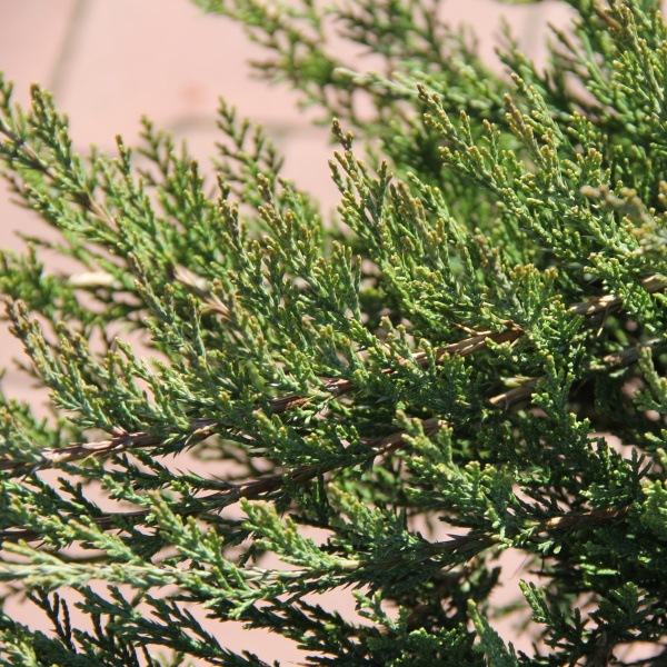 Půdopokryvné jehličnany - Jalovec chojka 'Tamariscifolia' 10 litrů