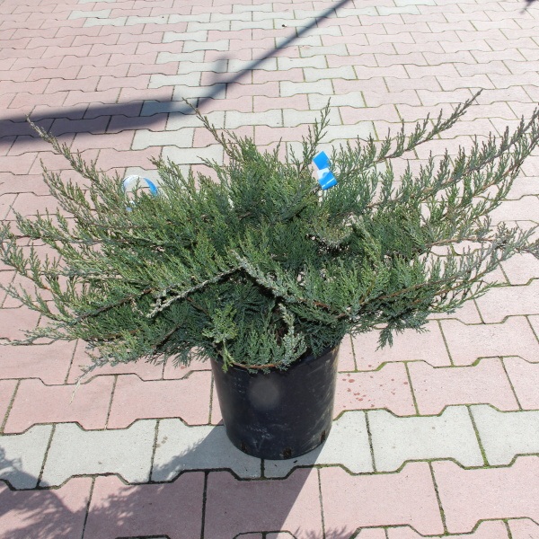 Jalovec chojka 'Tamariscifolia' 10 litrů-0