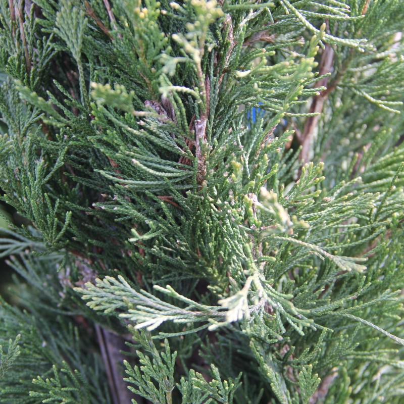 Vzrůstné jehličnany - Jalovec čínský 'Spartan' 10 litrů