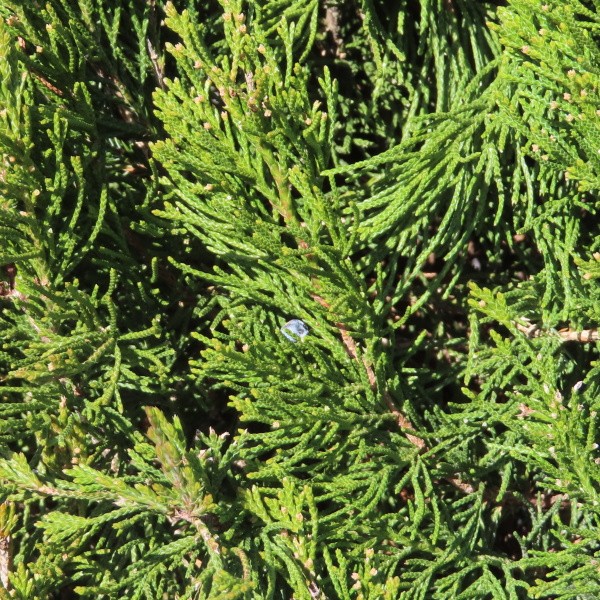 Vzrůstné jehličnany - Jalovec čínský 'Spartan' 15 litrů