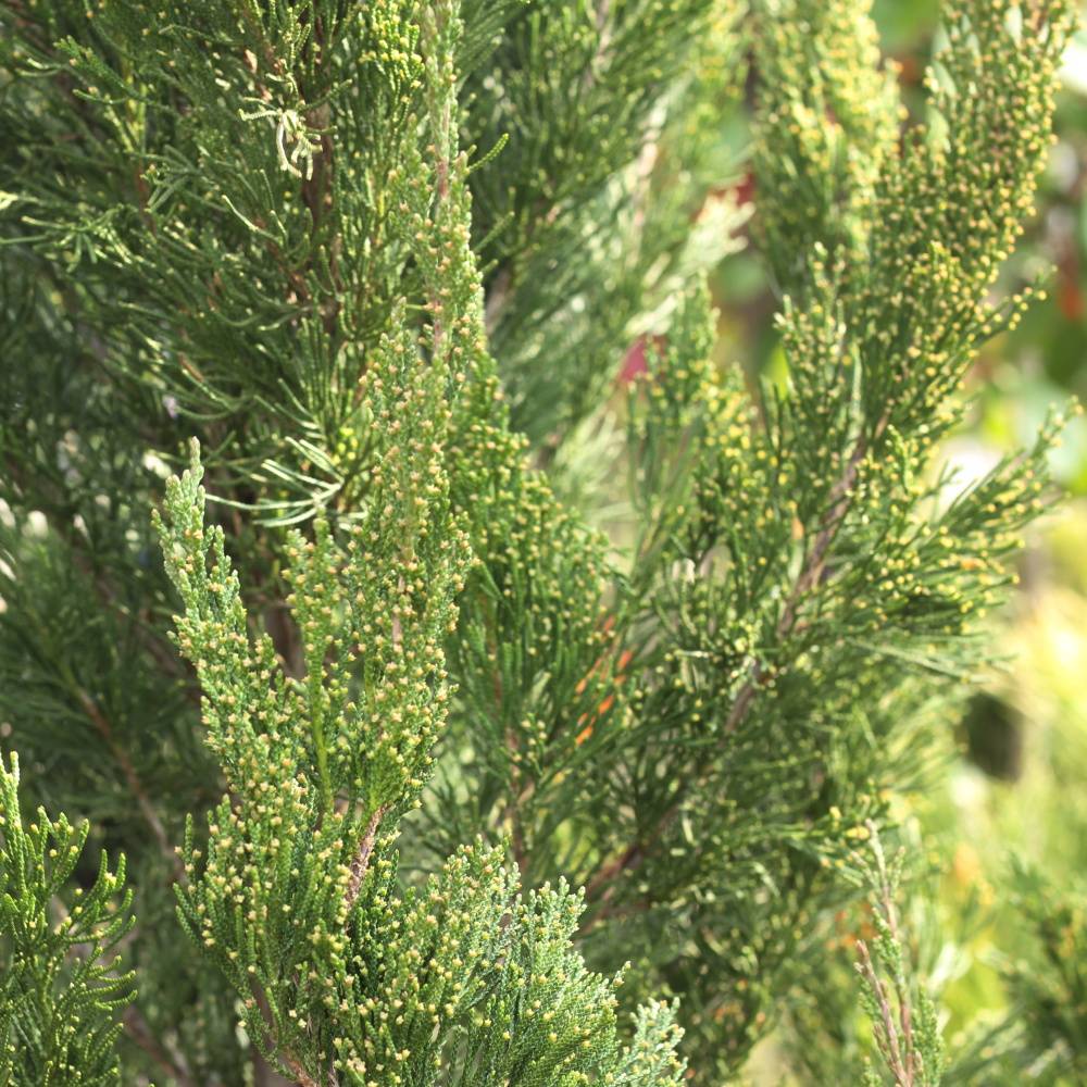 Vzrůstné jehličnany - Jalovec čínský Spartan výška 150/175cm, květináč 18 litrů