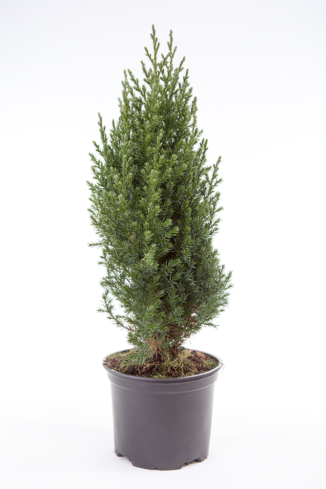 Zakrsle rostoucí jehličnany - Jalovec čínský 'Stricta' 2 litry