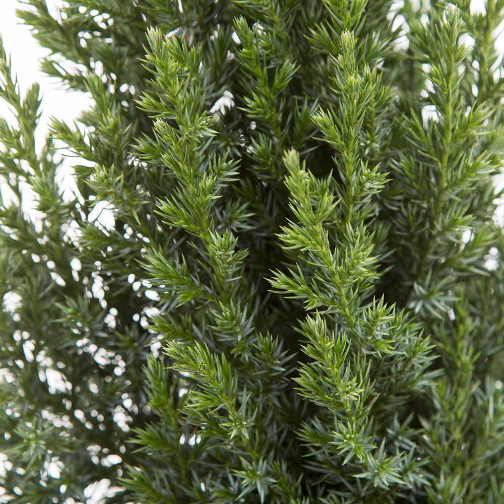 Jalovec čínský 'Stricta' 2 litry-0