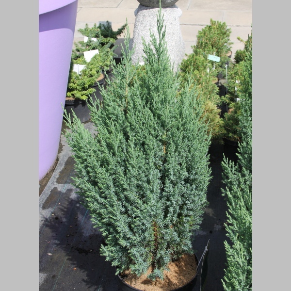 Zakrsle rostoucí jehličnany - Jalovec čínský Stricta 7,5 litru