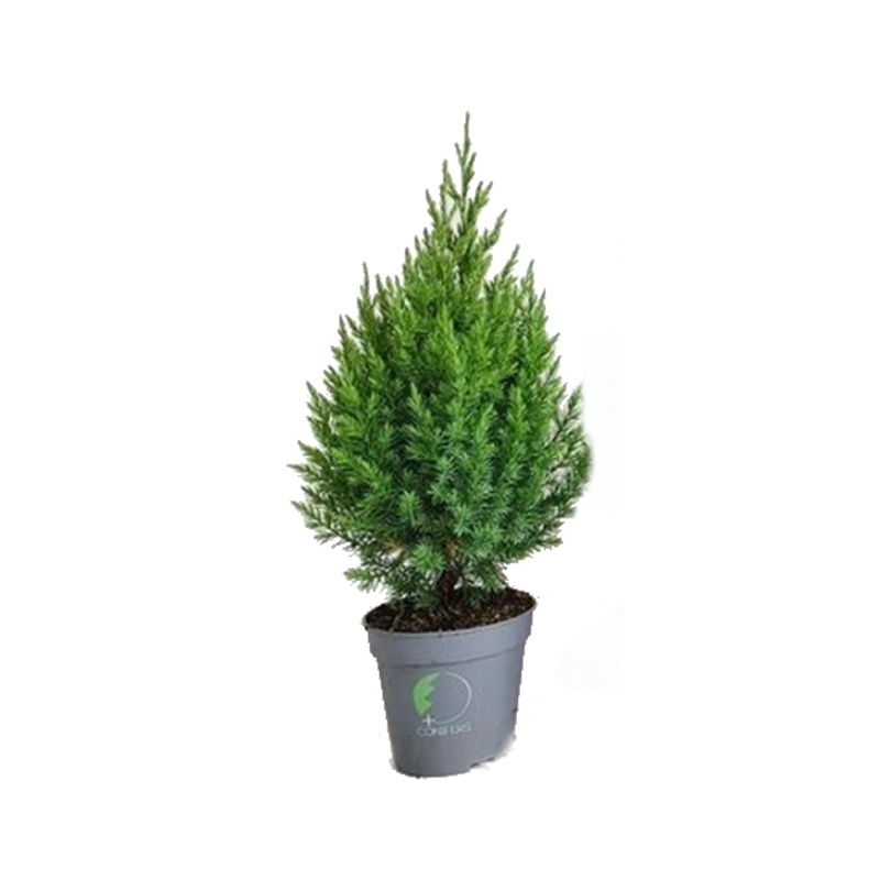 Zakrsle rostoucí jehličnany - Jalovec čínský Stricta květináč 13cm