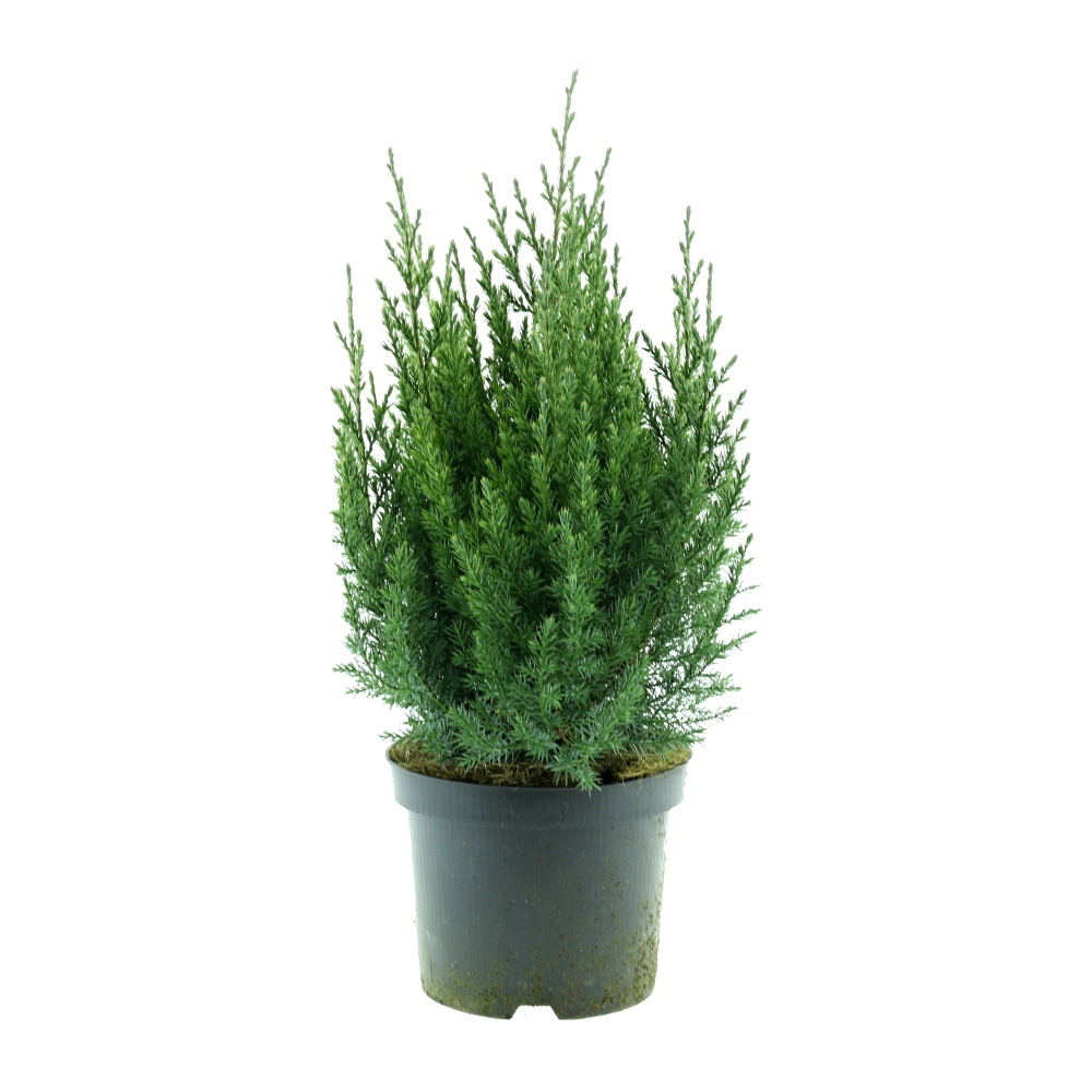 Zakrsle rostoucí jehličnany - Jalovec čínský Stricta výška 30/40cm, květináč 2,5litru