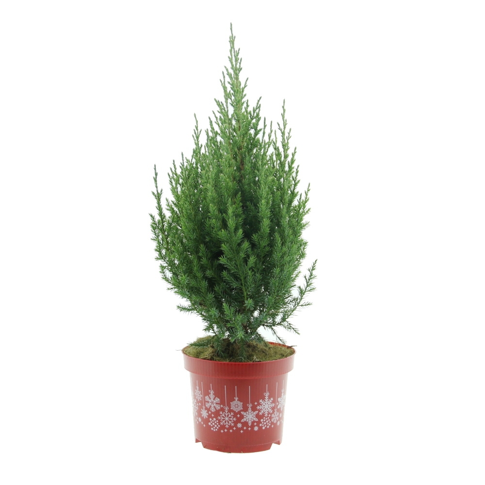 Jalovec čínský Stricta výška 30/40cm, květináč 2,5litru-0