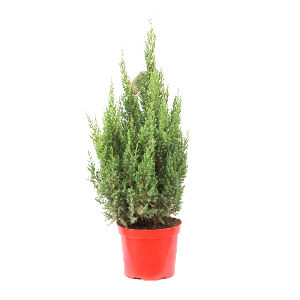 Jalovec čínský Stricta výška 60/80cm, květináč 15 litrů-0