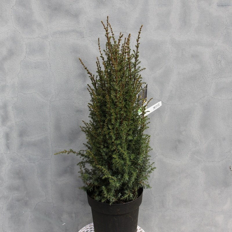 Zakrsle rostoucí jehličnany - Jalovec obecný 'Arnold' 6 litrů