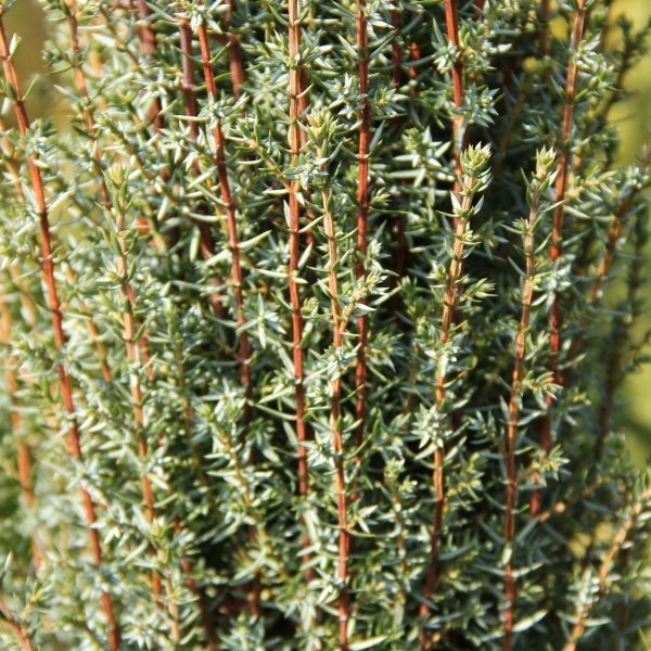 Zakrsle rostoucí jehličnany - Jalovec obecný 'Arnold' 7,5 litru