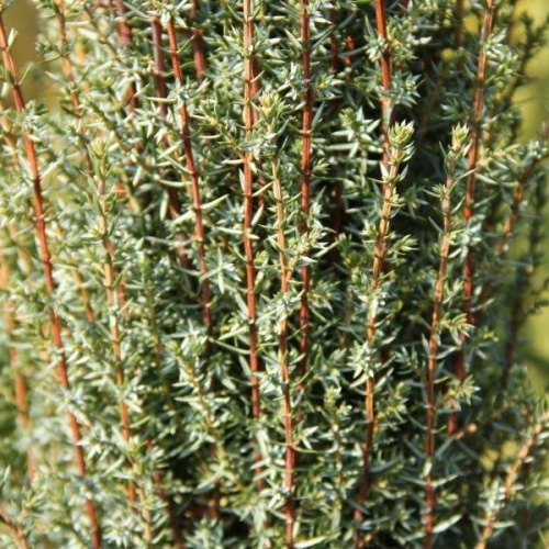 Vzrůstné jehličnany - Jalovec obecný 'Arnold' výška 60/80cm