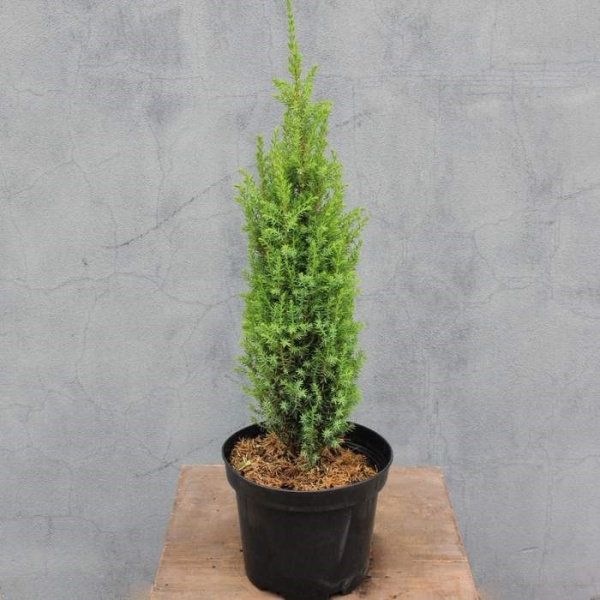 Zakrsle rostoucí jehličnany - Jalovec obecný 'Compressa' 2,5 litru
