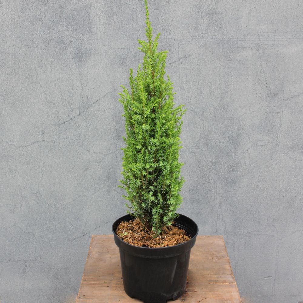 Zakrsle rostoucí jehličnany - Jalovec obecný 'Compressa' 2 litry