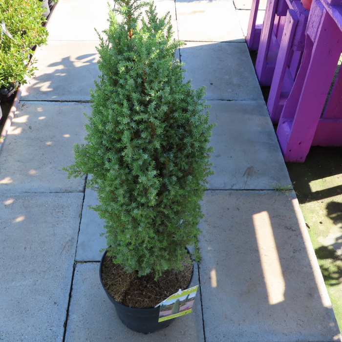 Jalovec obecný 'Compressa' 7,5 litru-0