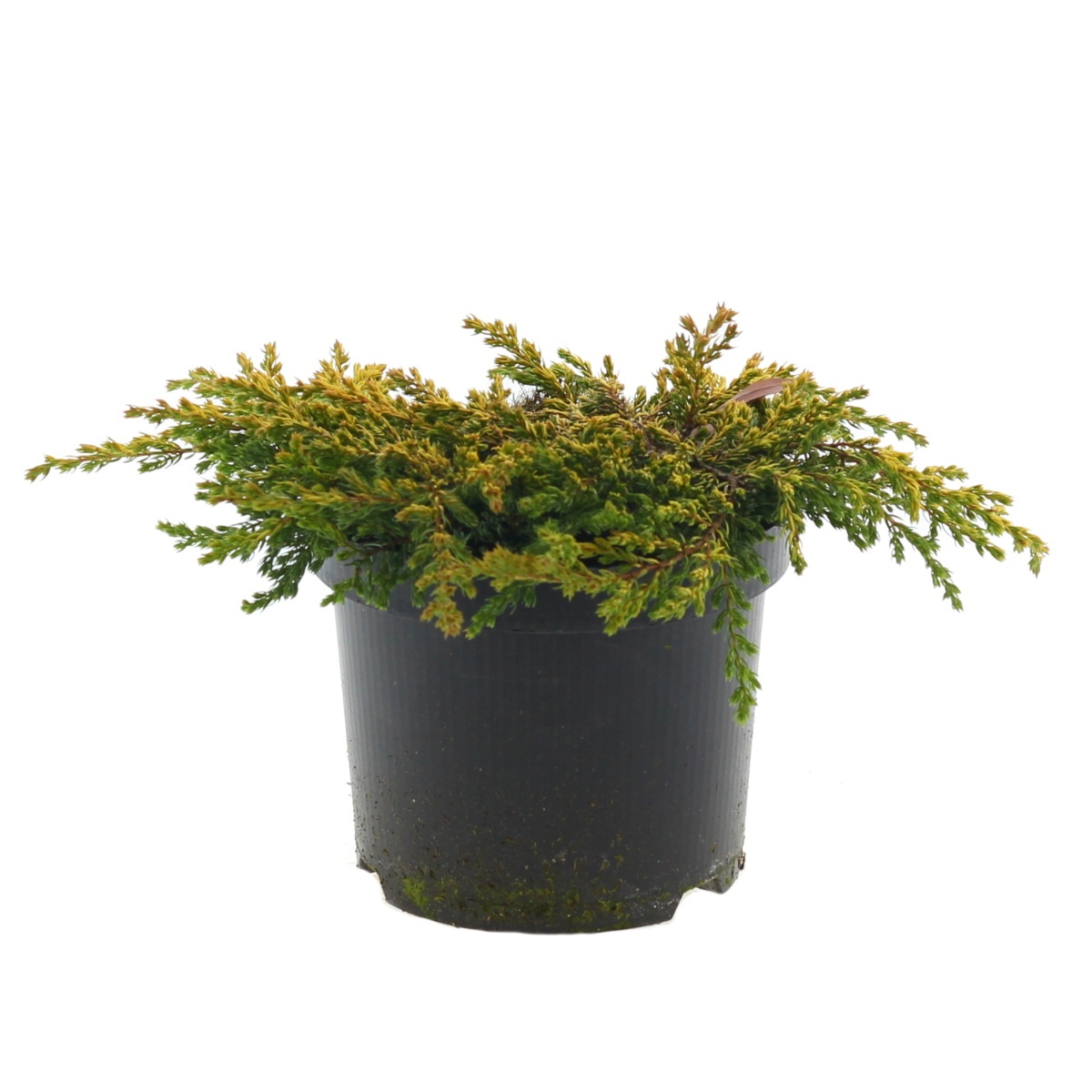 Rostliny - Jalovec obecný Gold Schatz  květináč 2,5litru