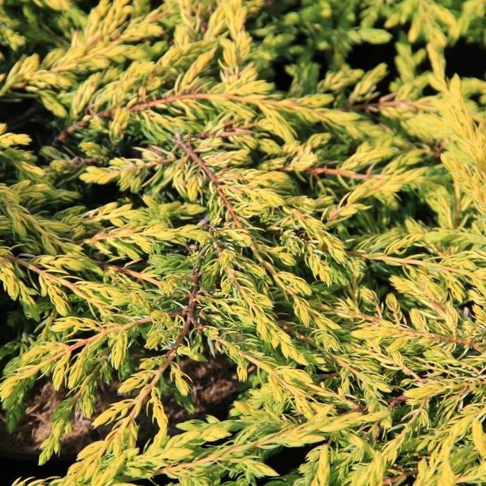 Půdopokryvné jehličnany - Jalovec obecný 'Gold Schatz' výška 40/60cm, květináč 7,5 litru