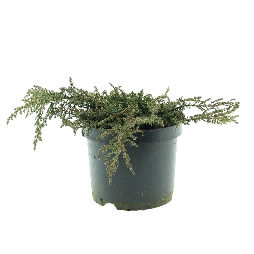 Rostliny - Jalovec obecný Green Carpet  květináč 2,5litru