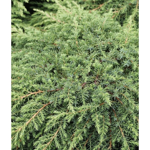 Rostliny - Jalovec obecný 'Green Carpet' výška 30/40cm, 4,6 litru