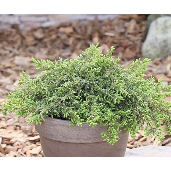 Jalovec obecný 'Green Carpet' výška 30/40cm, 4,6 litru-0