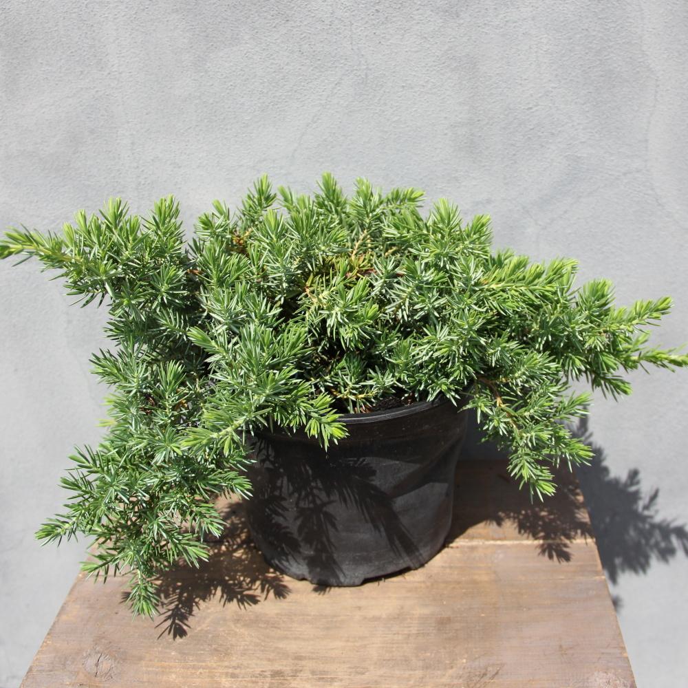 Půdopokryvné rostliny - Jalovec pobřežní 'Blue Pacific' 2 litry