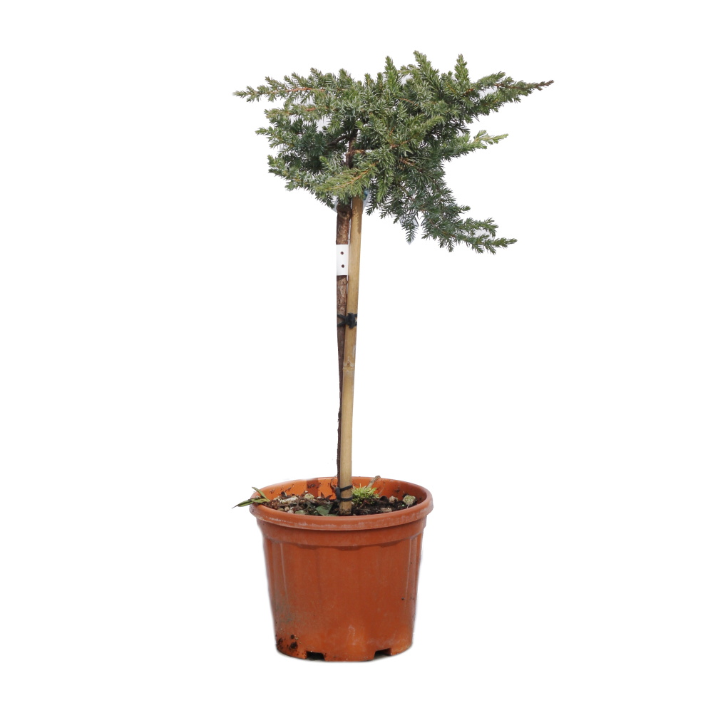 Zakrsle rostoucí jehličnany - Jalovec pobřežní Blue Pacific kmínek, 9 litrů