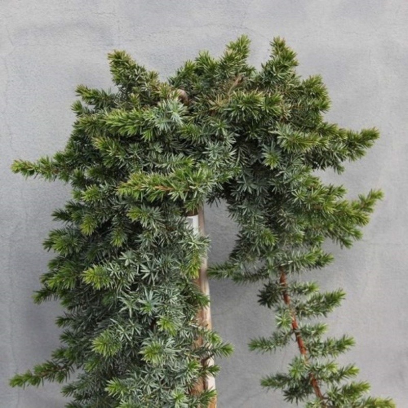 Jalovec pobřežní Blue Pacific kmínek, 9 litrů-0