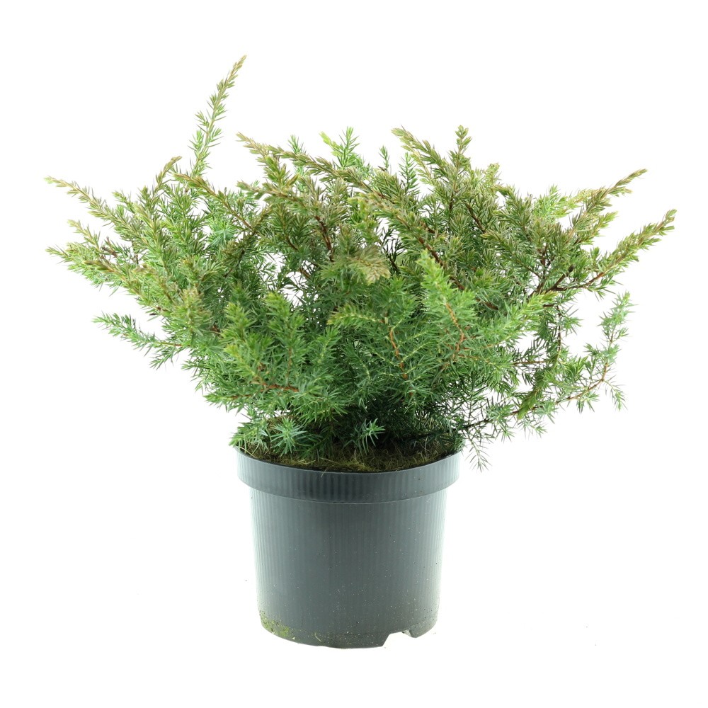 Půdopokryvné rostliny - Jalovec pobřežní Schlager 2,5 litru