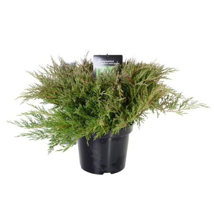 Rostliny - Jalovec polehlý 'Andorra Compact' květináč 2,5 litru