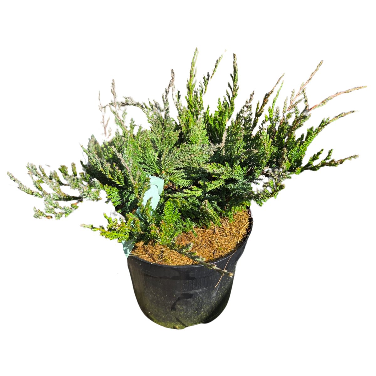 Půdopokryvné rostliny - Jalovec polehlý 'Blue Chip' 2,5 litru