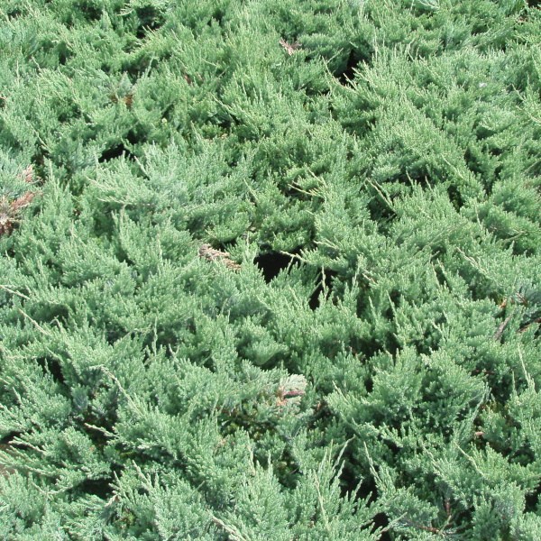 Jalovec polehlý 'Blue Chip' 2,5 litru-0