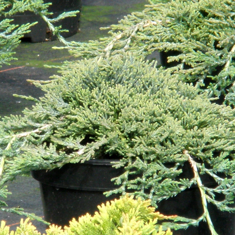 Rostliny - Jalovec polehlý 'Ice Blue' 2 litry