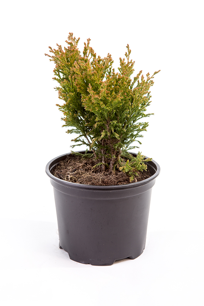 Půdopokryvné rostliny - Jalovec polehlý 'Lime Glow' 5 litrů