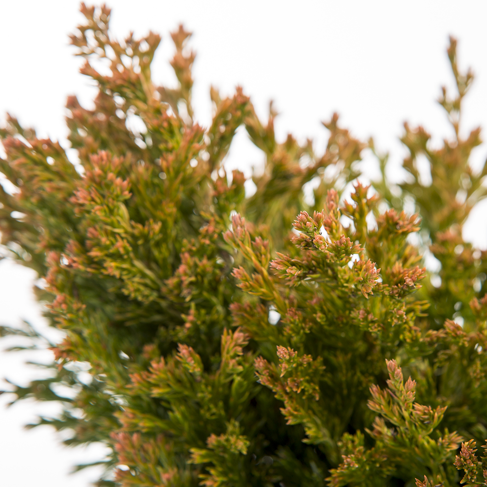 Jalovec polehlý 'Lime Glow' 5 litrů-0