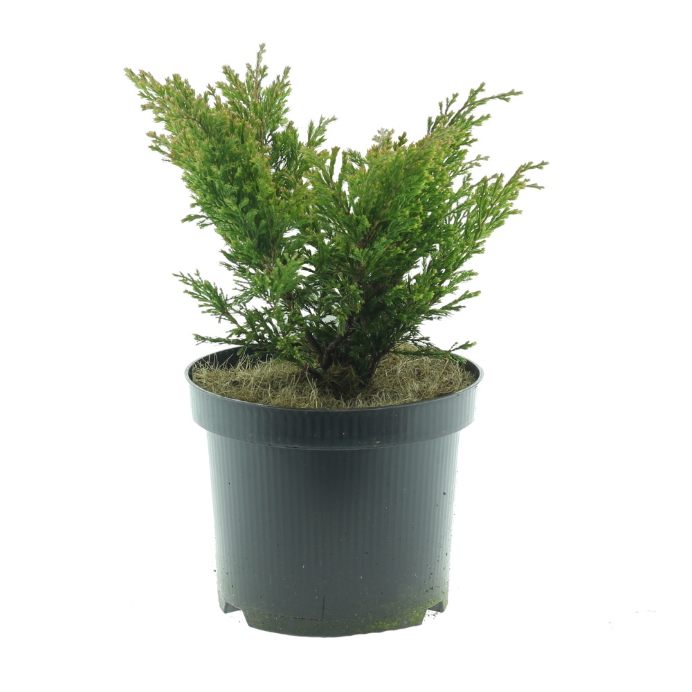 Půdopokryvné rostliny - Jalovec polehlý Lime Glow květináč 2litry