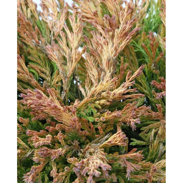 Půdopokryvné jehličnany - Jalovec polehlý 'Limeglow' výška 25/30cm, 4,6 litru