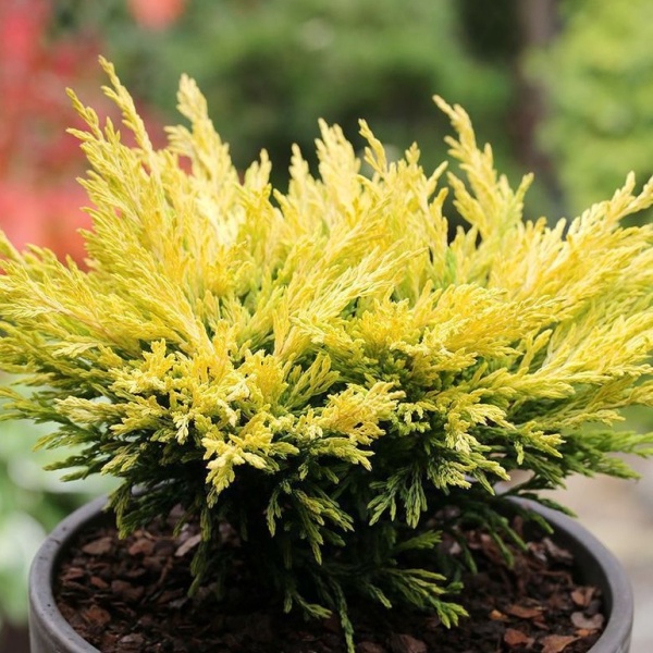 Jalovec polehlý 'Limeglow' výška 25/30cm, 4,6 litru-0