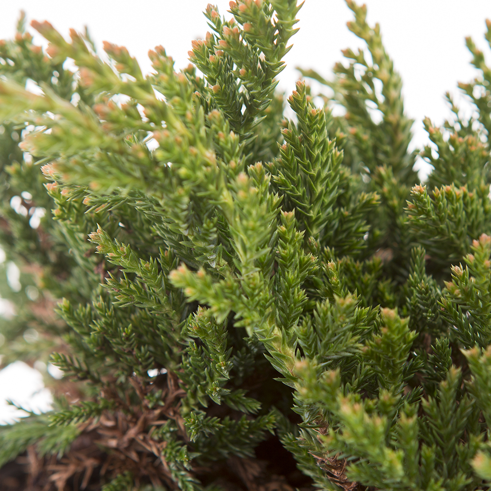 Půdopokryvné rostliny - Jalovec polehlý 'Prince of Wales' 2 litry