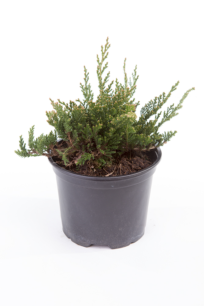 Jalovec polehlý 'Prince of Wales' 2 litry-0