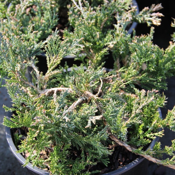 Půdopokryvné jehličnany - Jalovec polehlý 'Wiltonii' 2 litry